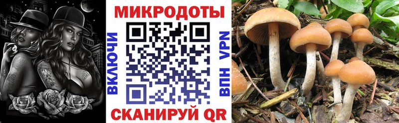 Псилоцибиновые грибы Cubensis  Майский 
